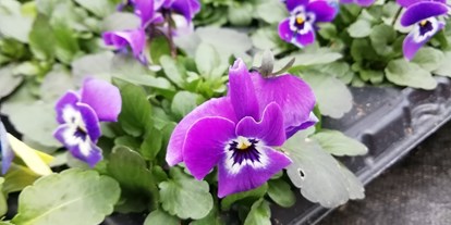 Händler - Produkt-Kategorie: Pflanzen und Blumen - Salzburg - Stiefmütterchen im plastiksparendem 15er-Tray
 - Gärtnerei Harasek 