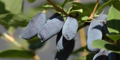 Händler - regionale Produkte aus: Obst - Haskap-Beeren - Fruchtgenuss bereits im Mai - Heidelbeergarten Gosch