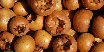 Händler - regionale Produkte aus: Obst - Mispeln - unser Vitaminspender für den Winter - Heidelbeergarten Gosch