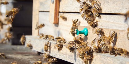 Händler - Art des Herstellers: Landwirtschaft - Bio Imkerei Bramreither - Bio Honig und weitere Bienenprodukte aus der Region Mühlviertel - Bio Imkerei Bramreither - Bio Honig und weitere Bienenprodukte aus dem Mühlviertel