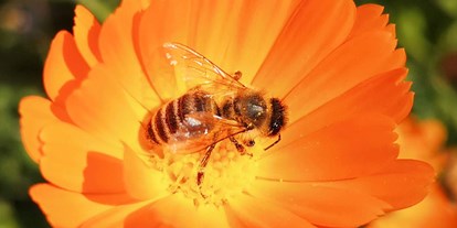 Händler - Art des Herstellers: Imkerei - Bio Imkerei Bramreither - Bio Honig und weitere Bienenprodukte aus der Region Mühlviertel - Bienenpatenschaften - Bestäubungsleistung - Bio Imkerei Bramreither - Bio Honig und weitere Bienenprodukte aus dem Mühlviertel