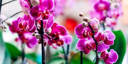 Händler - Produkt-Kategorie: Pflanzen und Blumen - Oberösterreich - Orchideen - Gärtnerei Thellmann 