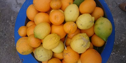 Händler - Steiermark - vollreife unbehandelte Orangen und Zitronen - die Basis für Elitsa's Fruchtaufstriche - EliTsa e.U. 