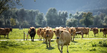 Händler - Salzburg - Herde Jersey Kühe auf der Weide - Bio Hofkäserei Fürstenhof