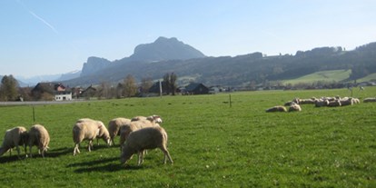 Händler - regionale Produkte aus: Fleisch - Die Bio-Schafherde mit Blick auf den Schober. - Stranzenhof